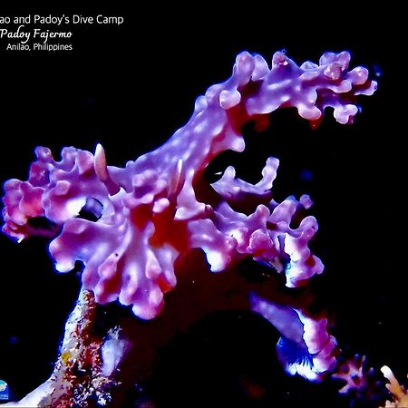 Pamanilao And Padoy'S Dive Camp Otel Batangas Dış mekan fotoğraf