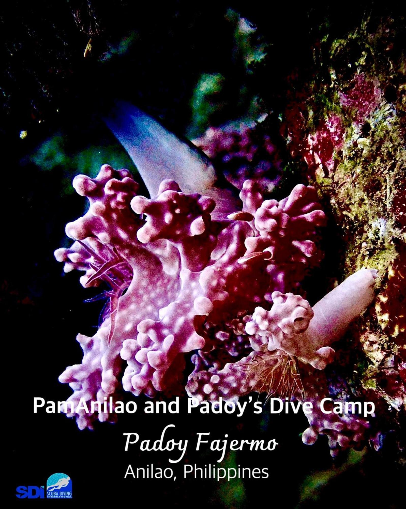 Pamanilao And Padoy'S Dive Camp Otel Batangas Dış mekan fotoğraf