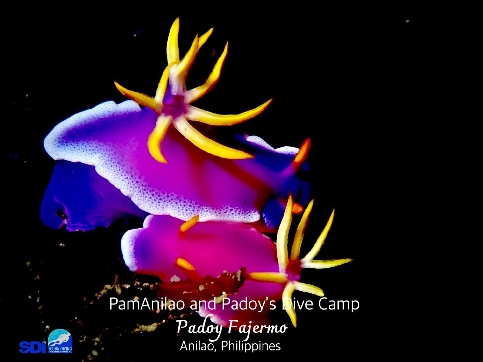 Pamanilao And Padoy'S Dive Camp Otel Batangas Dış mekan fotoğraf