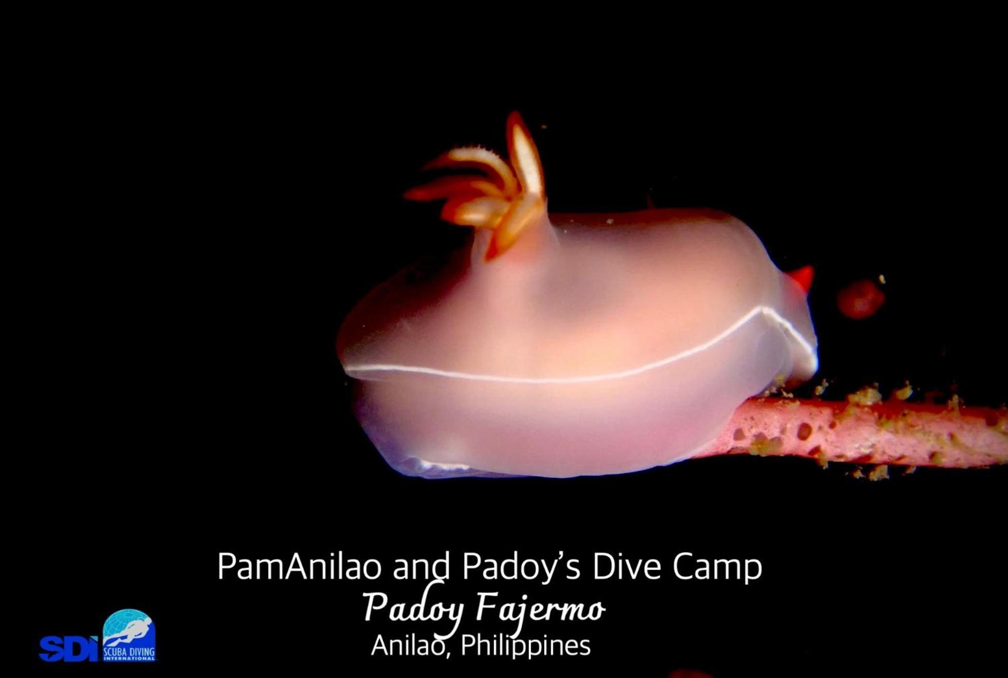 Pamanilao And Padoy'S Dive Camp Otel Batangas Dış mekan fotoğraf