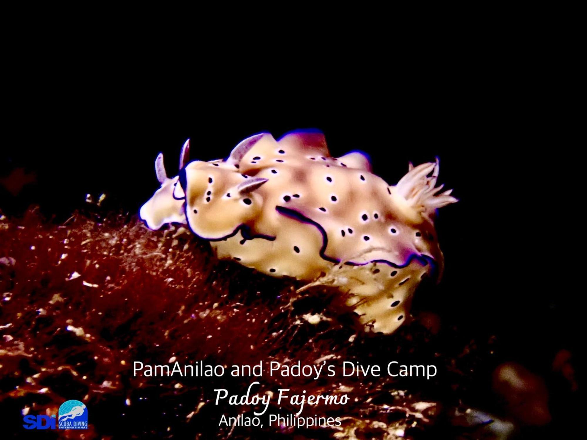 Pamanilao And Padoy'S Dive Camp Otel Batangas Dış mekan fotoğraf