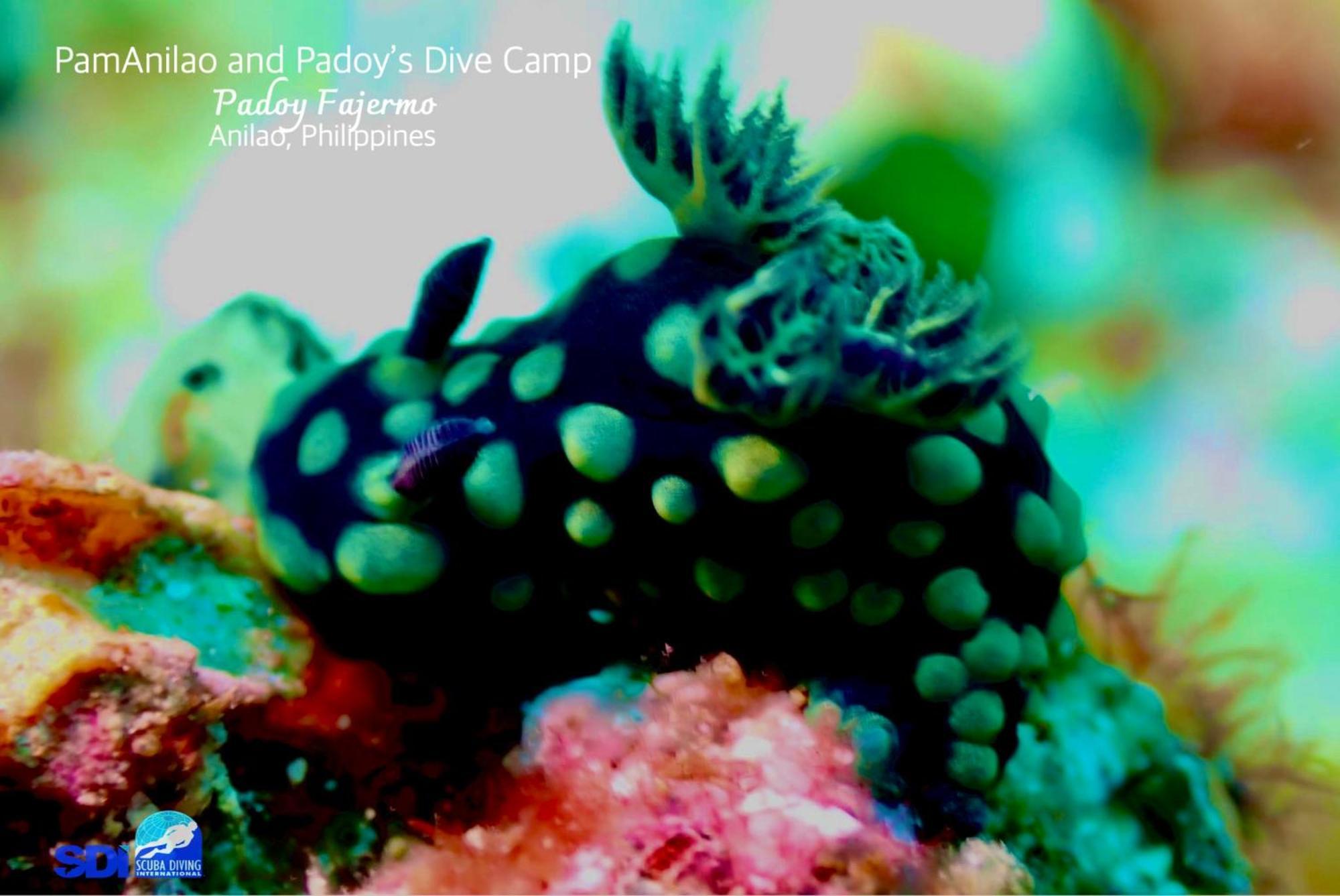 Pamanilao And Padoy'S Dive Camp Otel Batangas Dış mekan fotoğraf