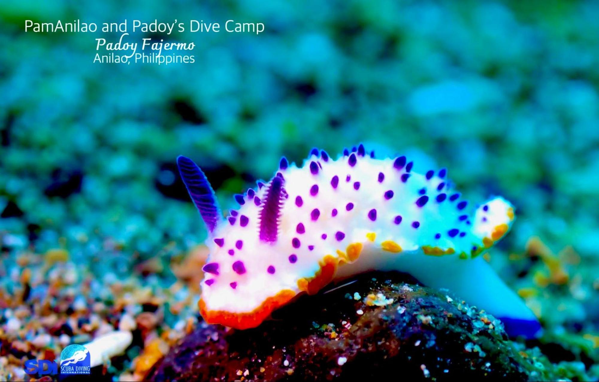 Pamanilao And Padoy'S Dive Camp Otel Batangas Dış mekan fotoğraf