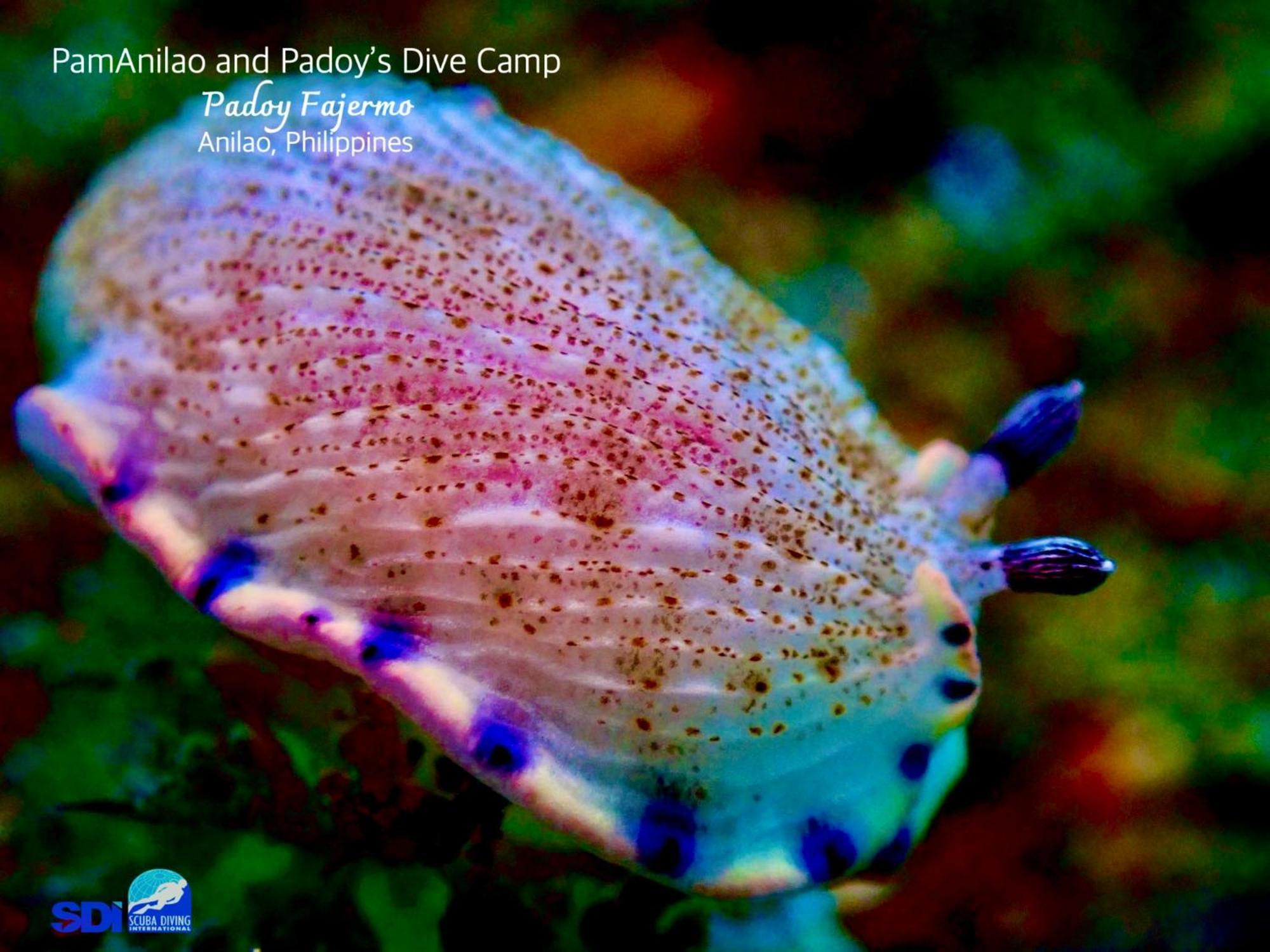 Pamanilao And Padoy'S Dive Camp Otel Batangas Dış mekan fotoğraf