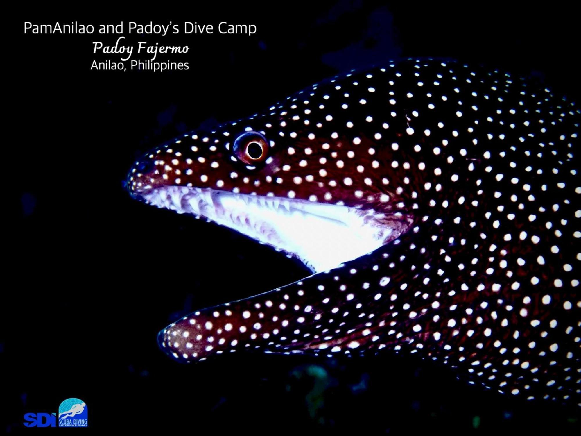 Pamanilao And Padoy'S Dive Camp Otel Batangas Dış mekan fotoğraf