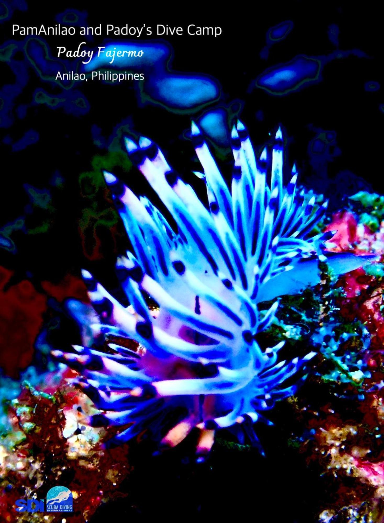 Pamanilao And Padoy'S Dive Camp Otel Batangas Dış mekan fotoğraf