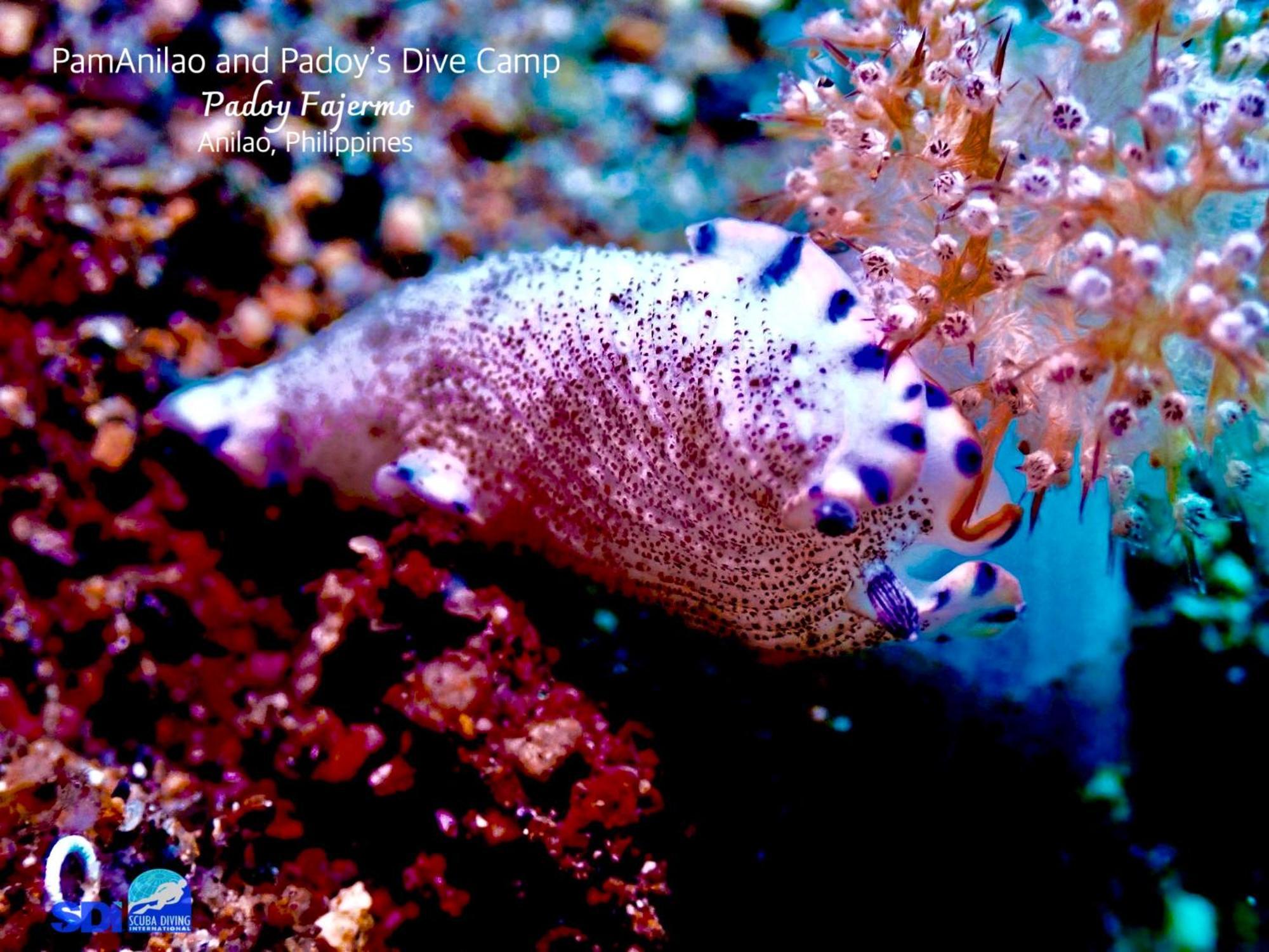 Pamanilao And Padoy'S Dive Camp Otel Batangas Dış mekan fotoğraf