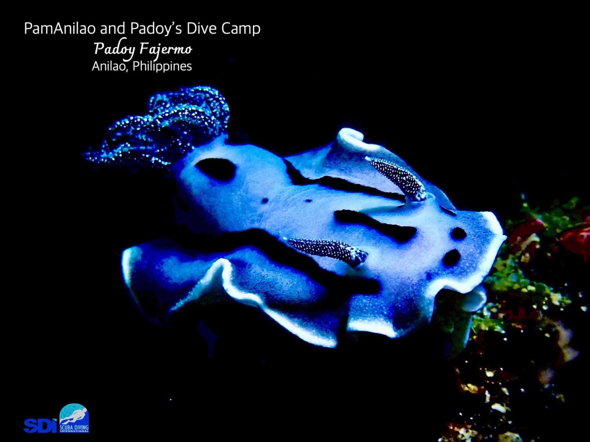 Pamanilao And Padoy'S Dive Camp Otel Batangas Dış mekan fotoğraf