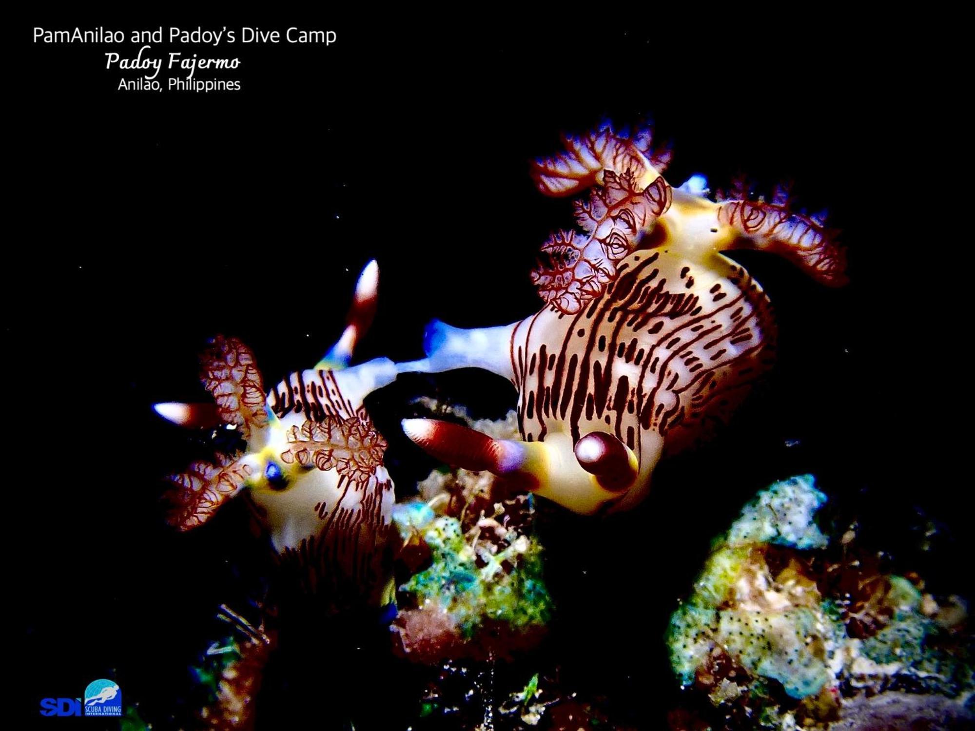Pamanilao And Padoy'S Dive Camp Otel Batangas Dış mekan fotoğraf