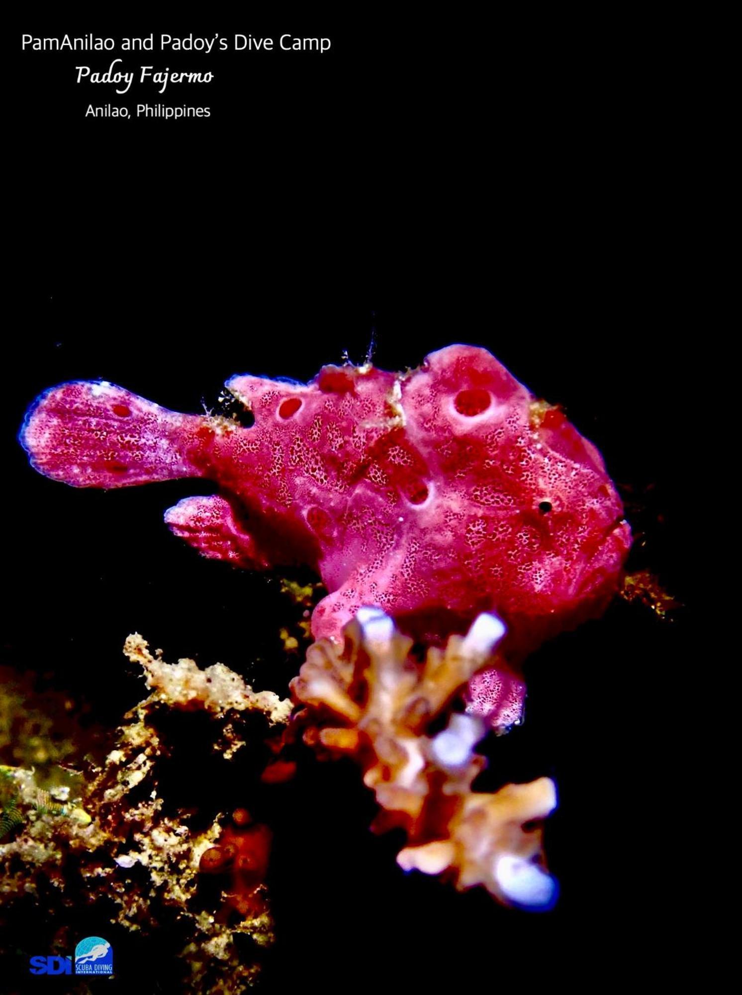 Pamanilao And Padoy'S Dive Camp Otel Batangas Dış mekan fotoğraf