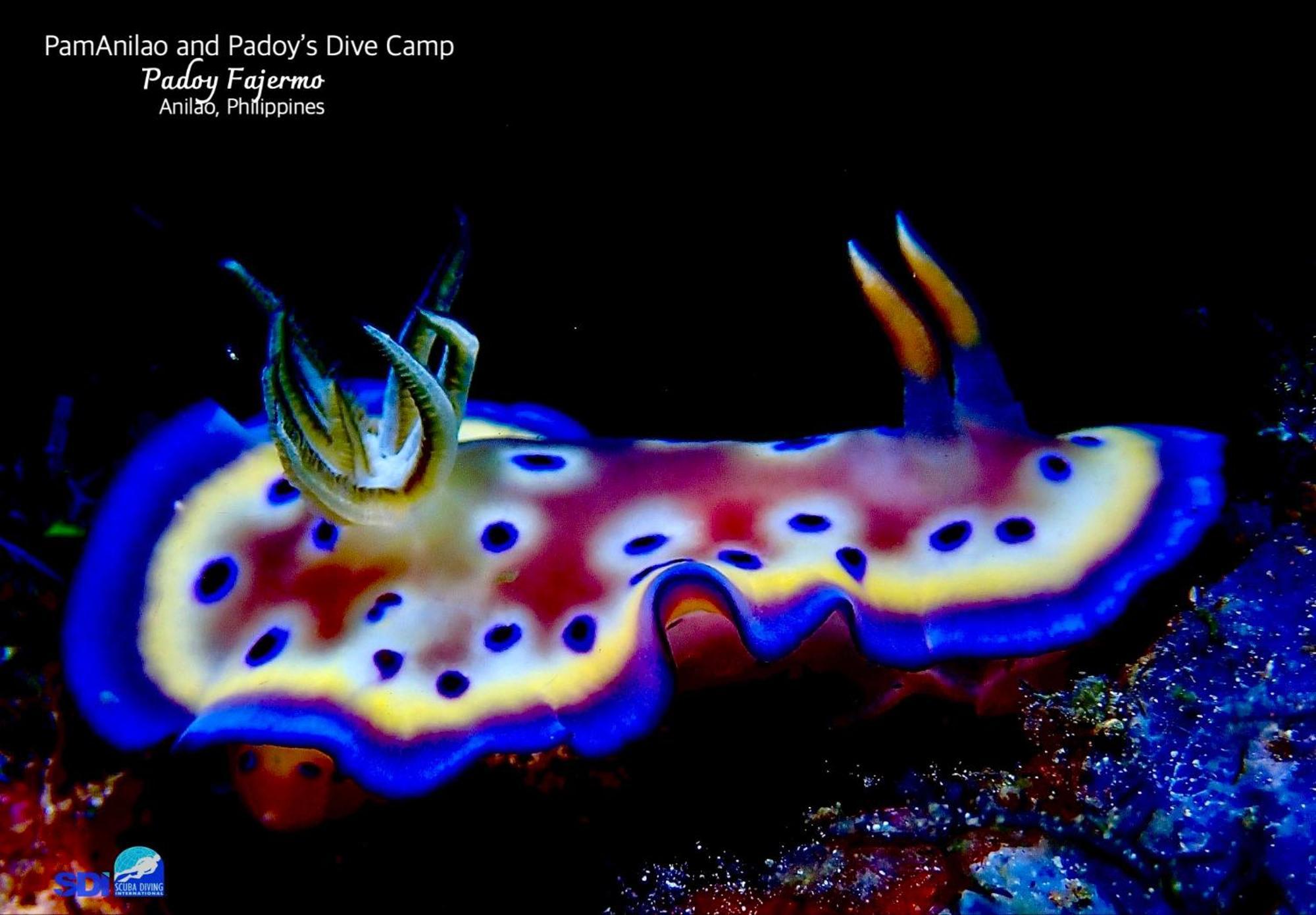 Pamanilao And Padoy'S Dive Camp Otel Batangas Dış mekan fotoğraf