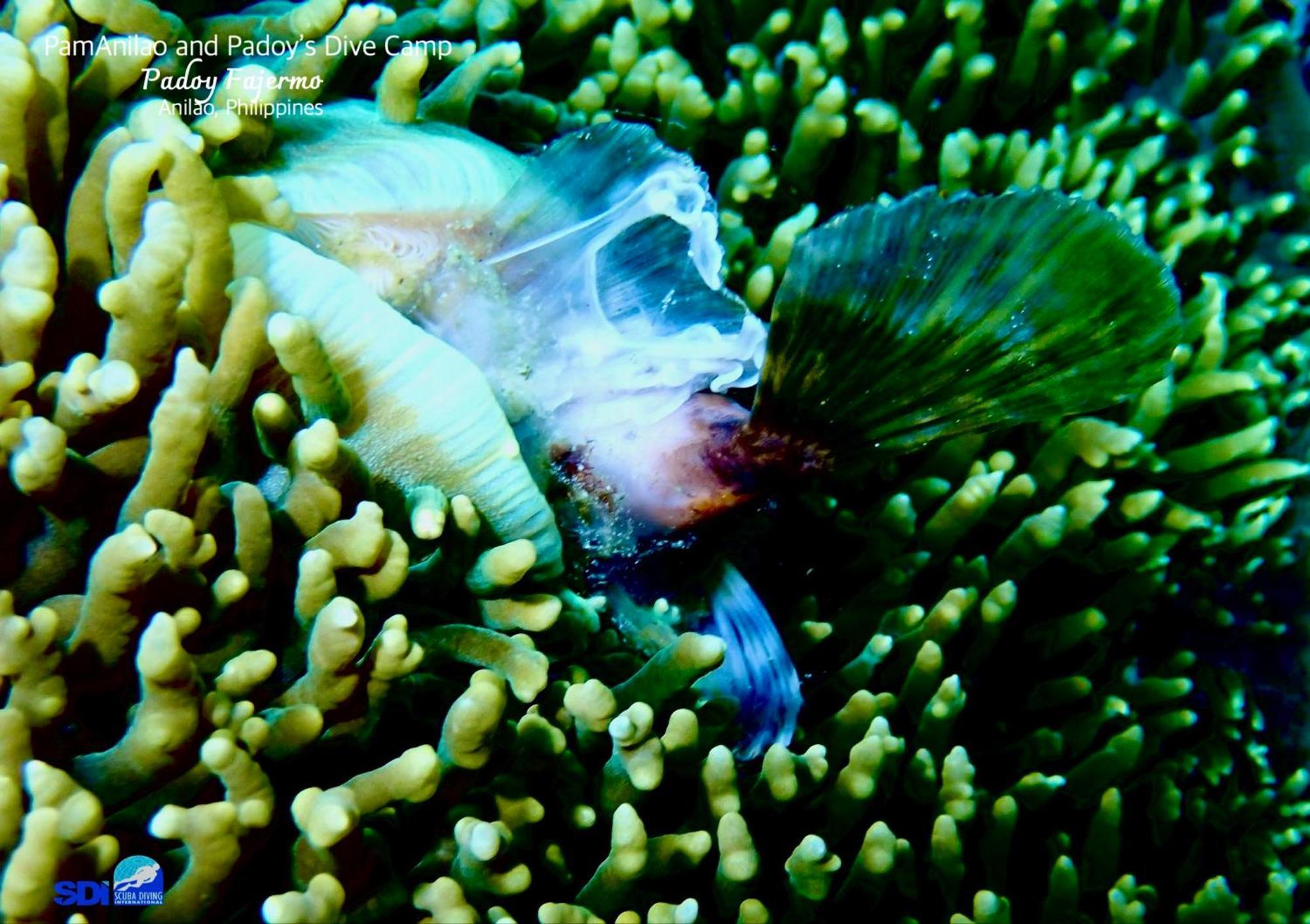 Pamanilao And Padoy'S Dive Camp Otel Batangas Dış mekan fotoğraf